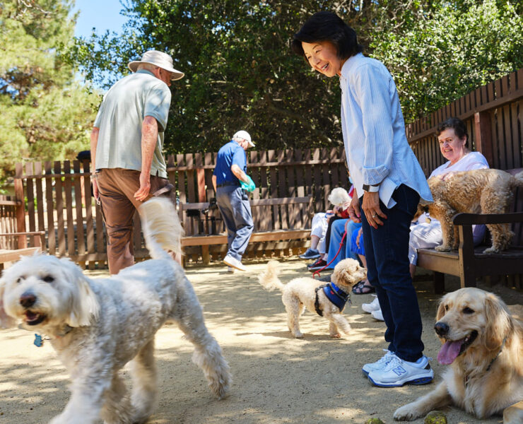 Dogs playing in dog park